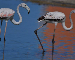 flamingo-costablanca